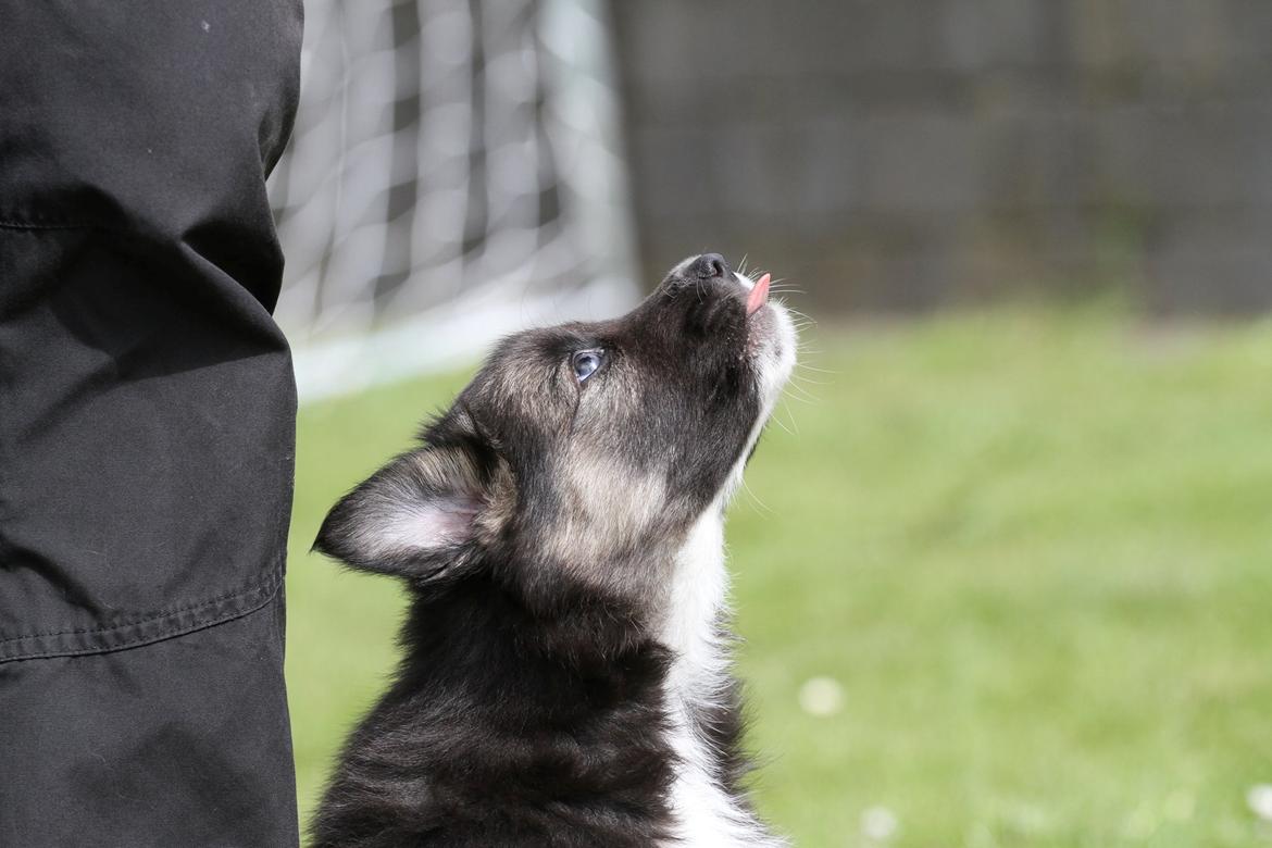 Border collie Bonus billede 10