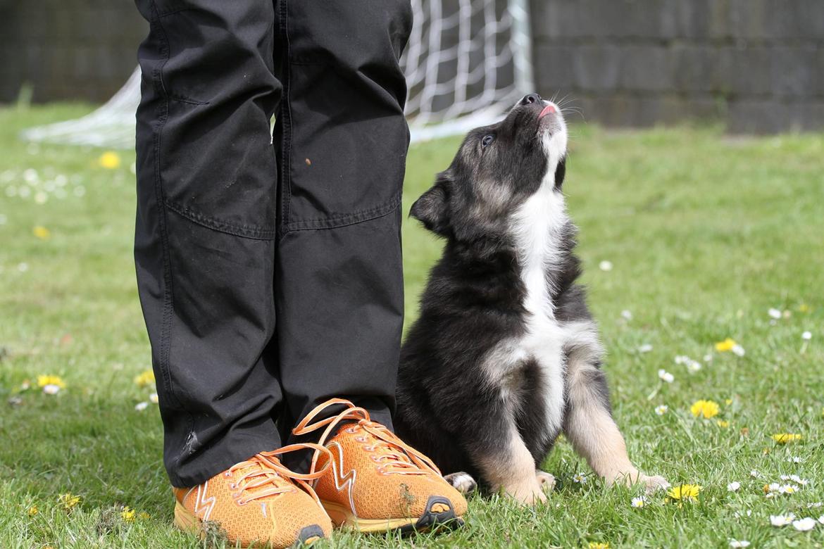 Border collie Bonus billede 9