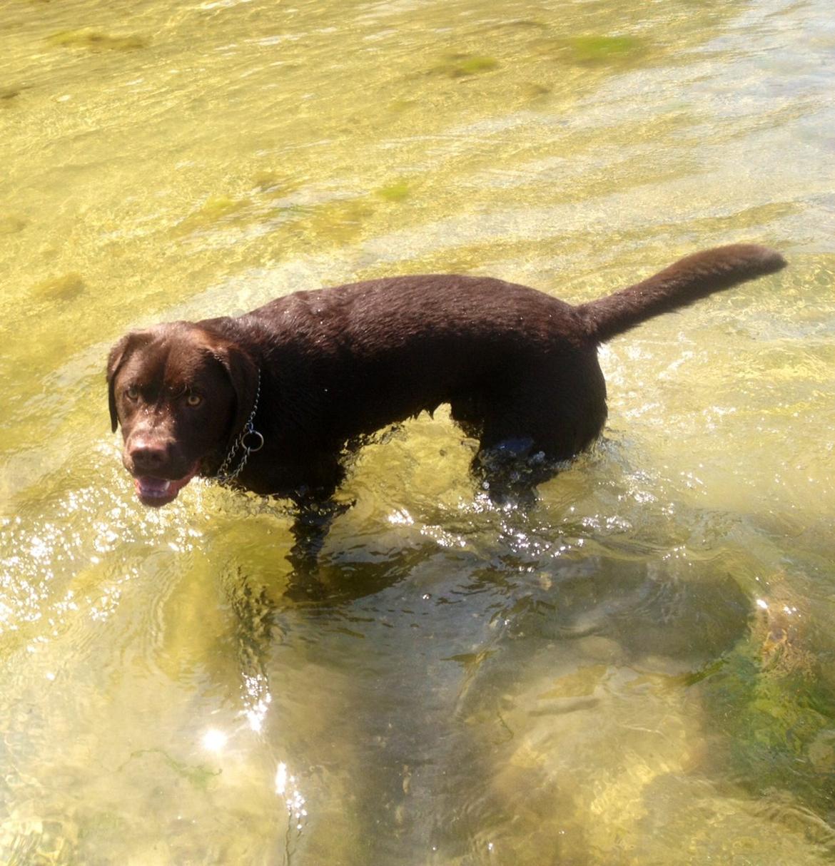 Labrador retriever Balou billede 1