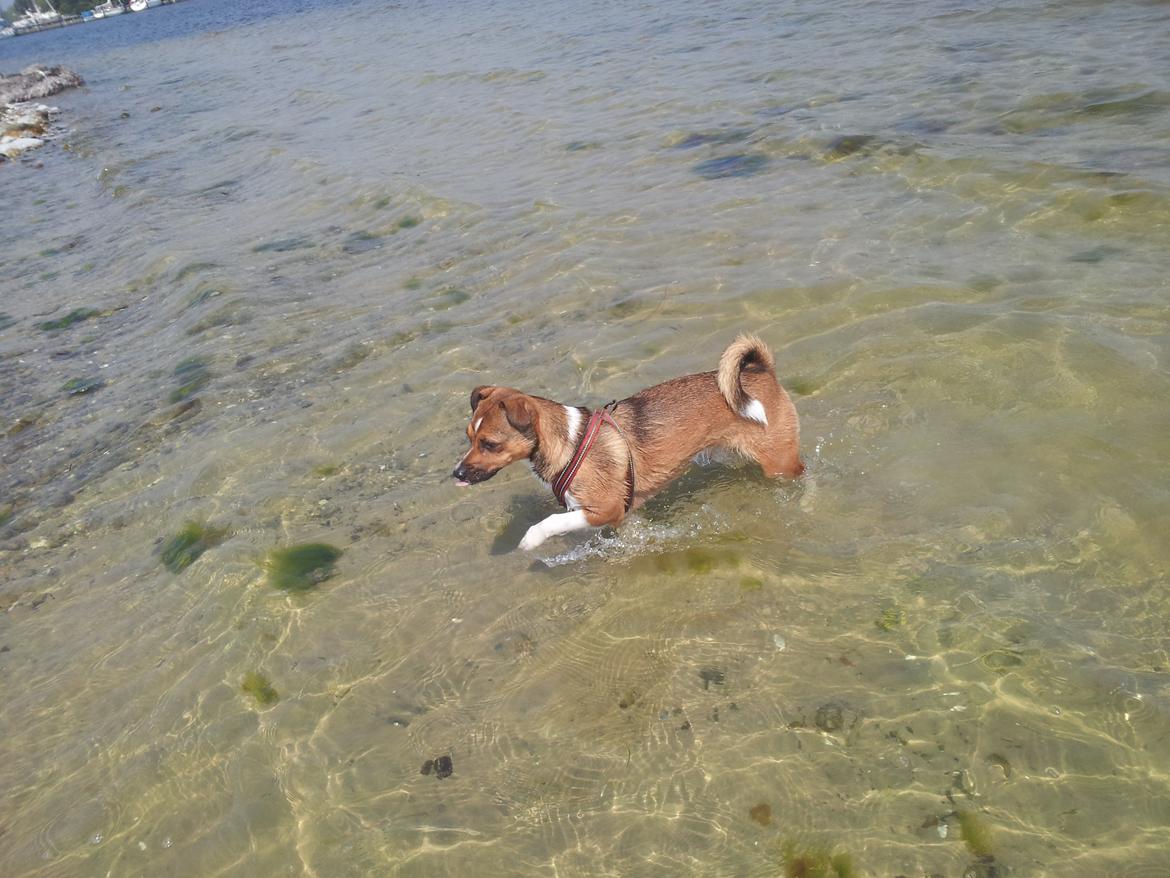 Blanding af racer coco - vi eeeelsker stranden billede 13