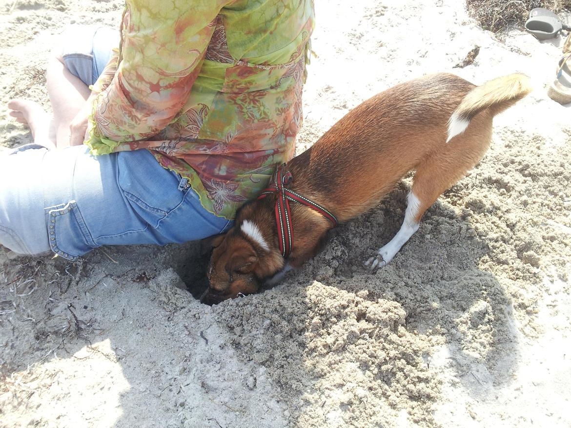 Blanding af racer coco - coco graver ned til kineserne under min mor haha :-D billede 15