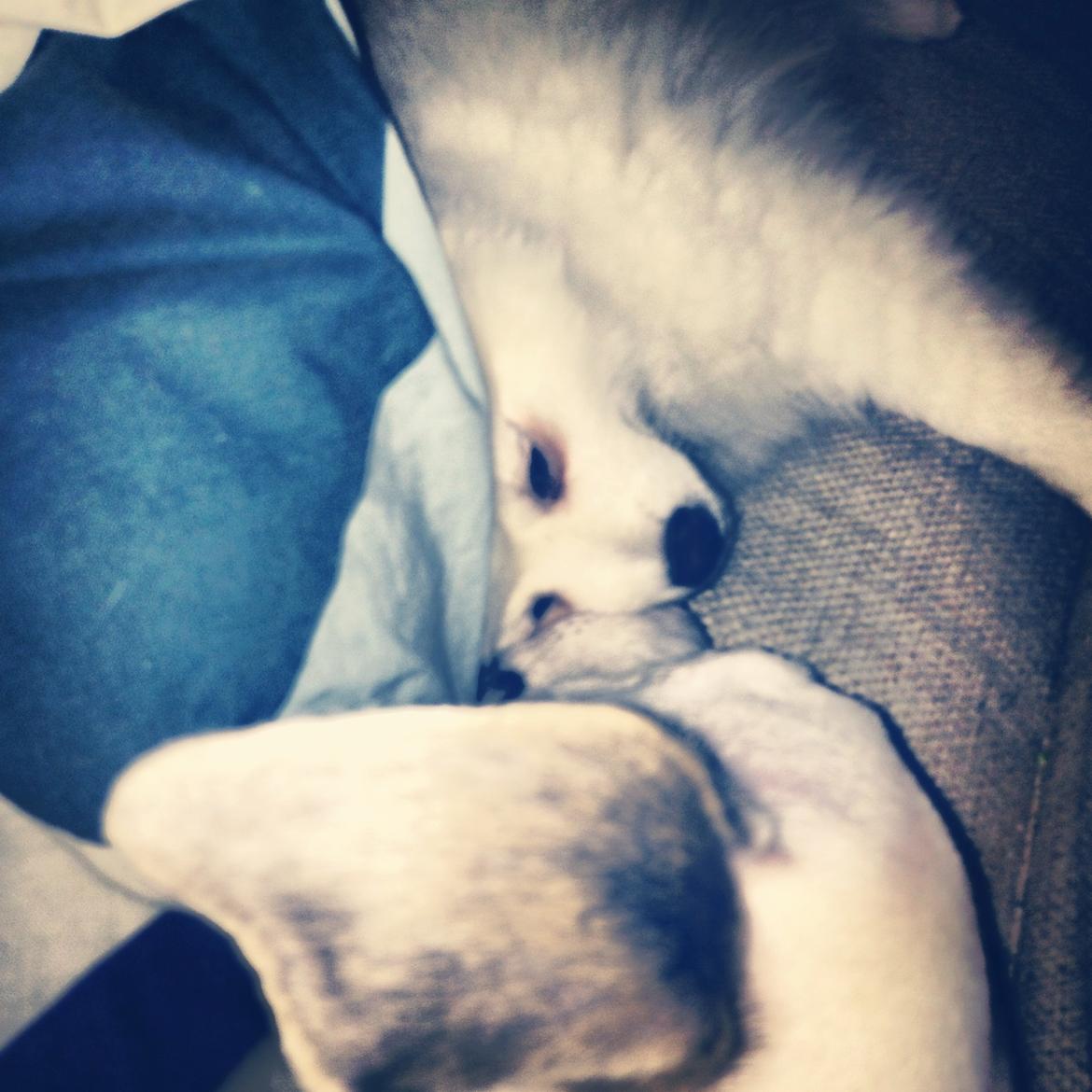 Whippet Liam Emil billede 21