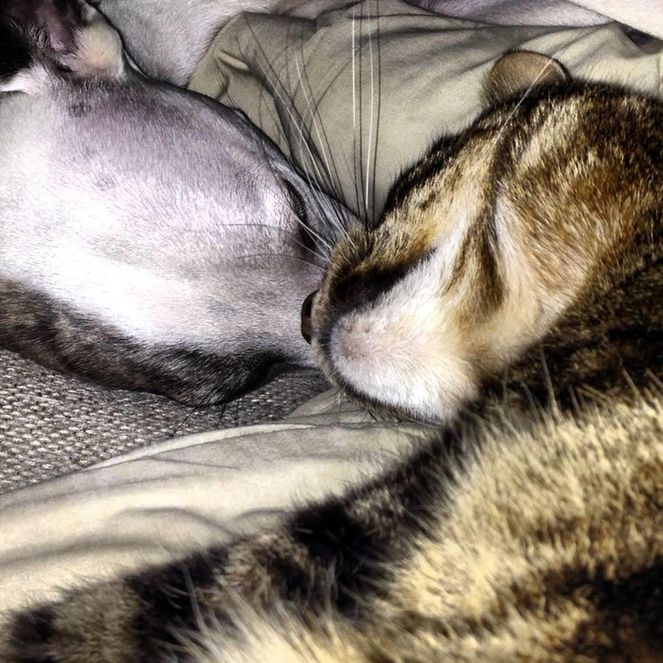 Whippet Liam Emil billede 20