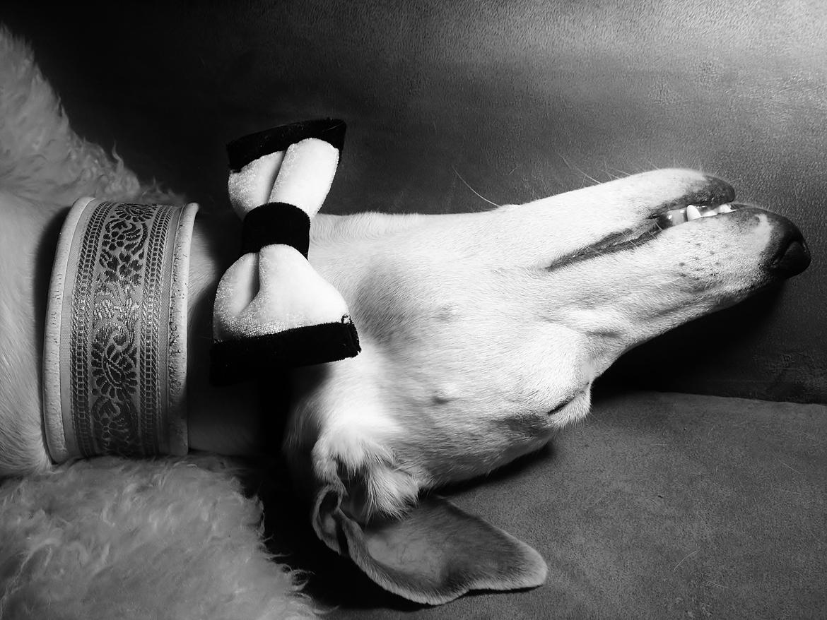 Whippet Liam Emil billede 22