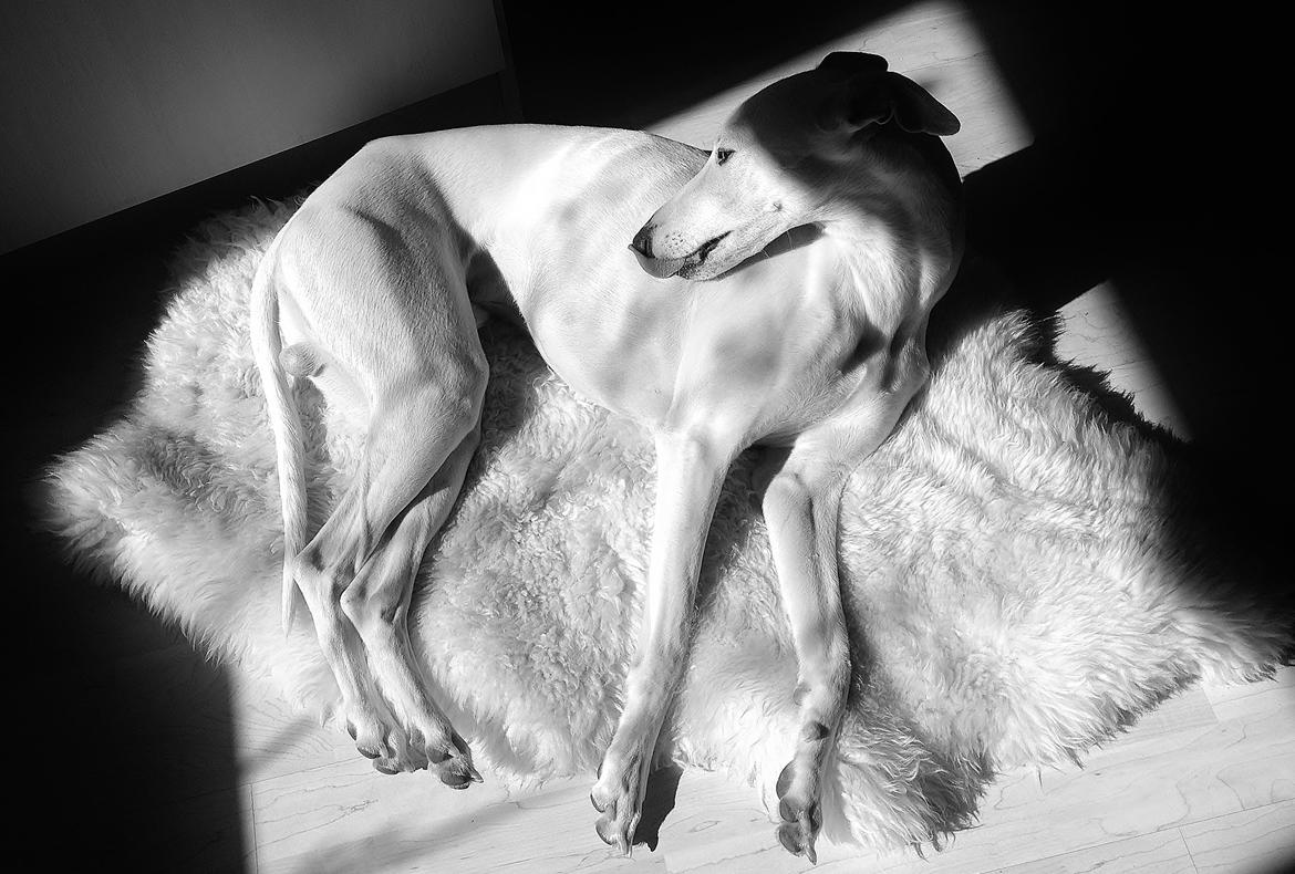 Whippet Liam Emil billede 31