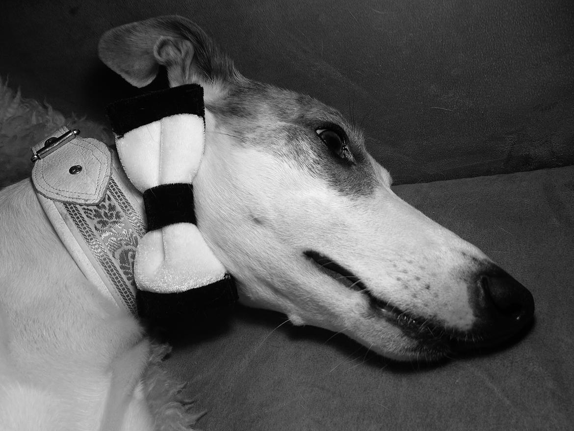 Whippet Liam Emil billede 1