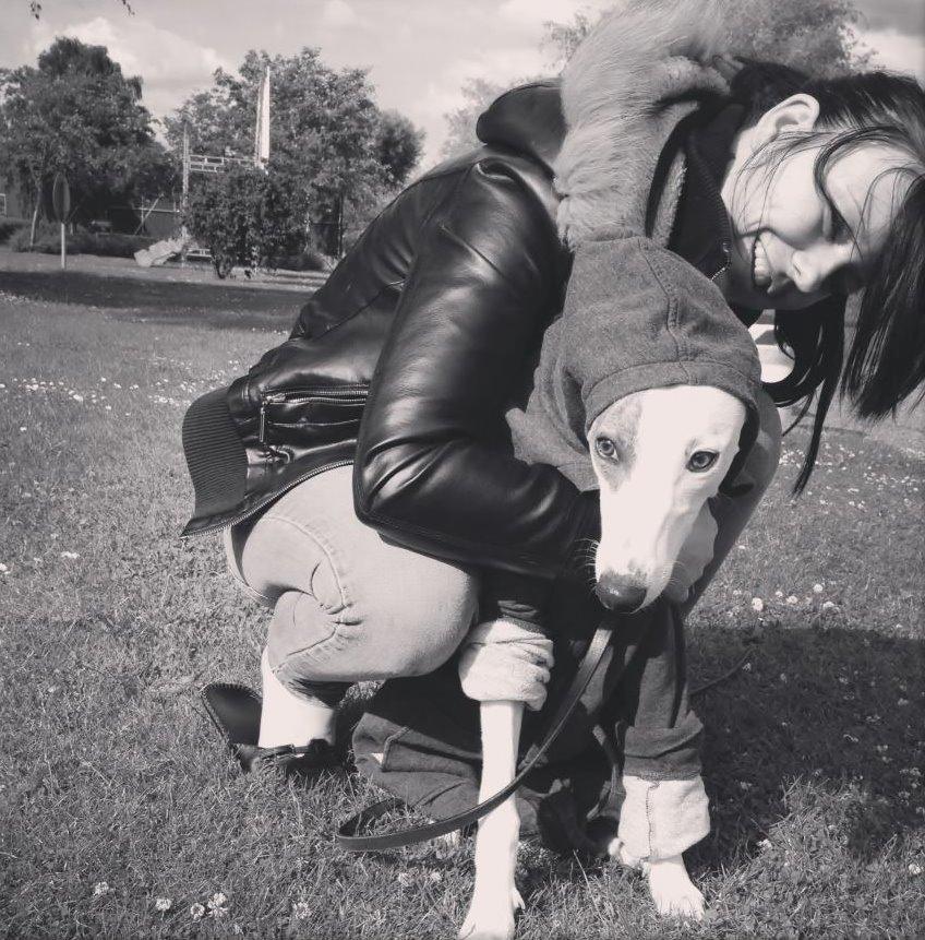 Whippet Liam Emil billede 32