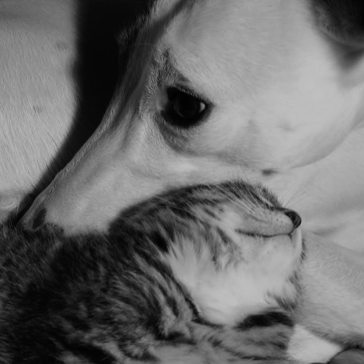 Whippet Liam Emil billede 33