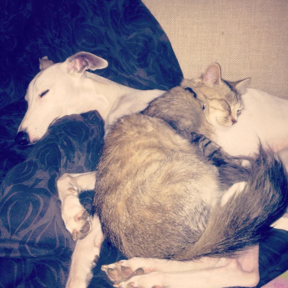 Whippet Liam Emil billede 34