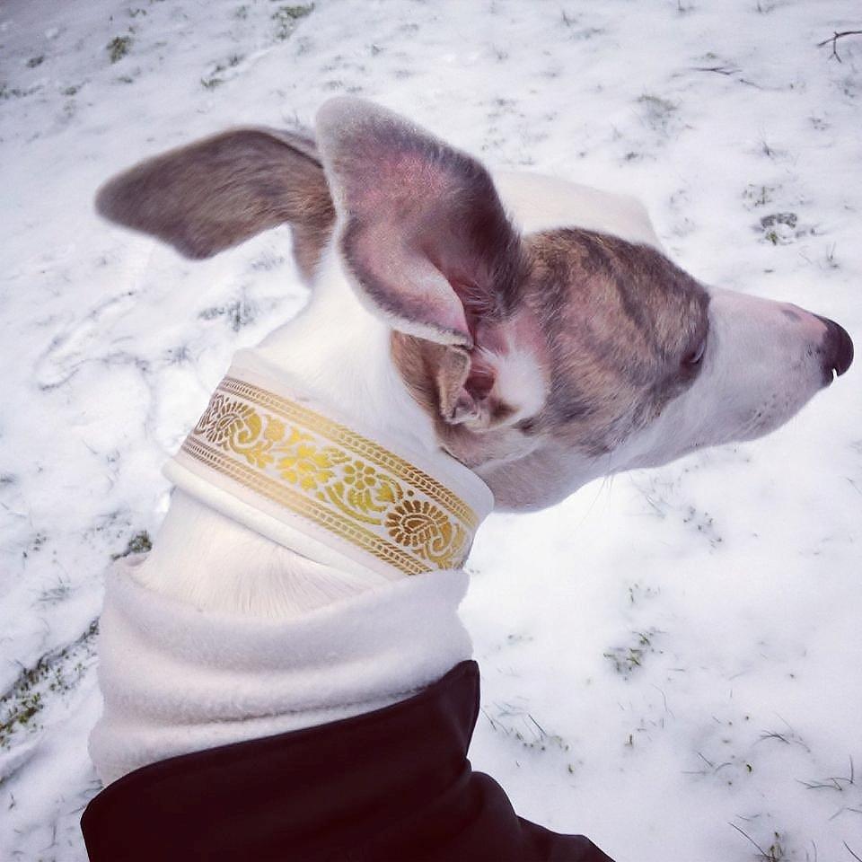 Whippet Liam Emil billede 36