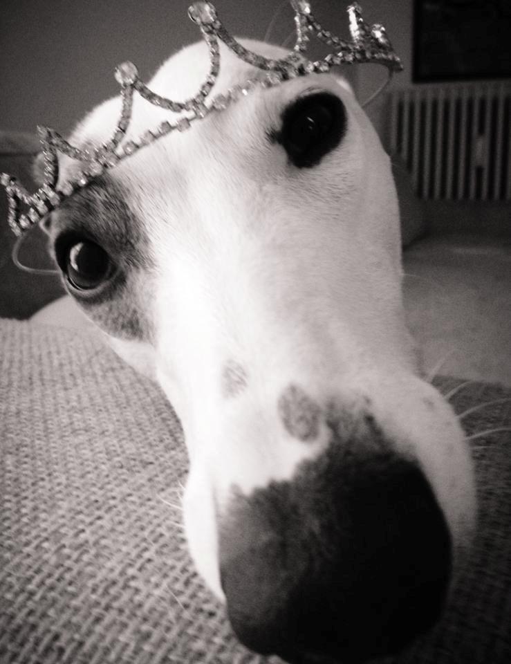 Whippet Liam Emil billede 35