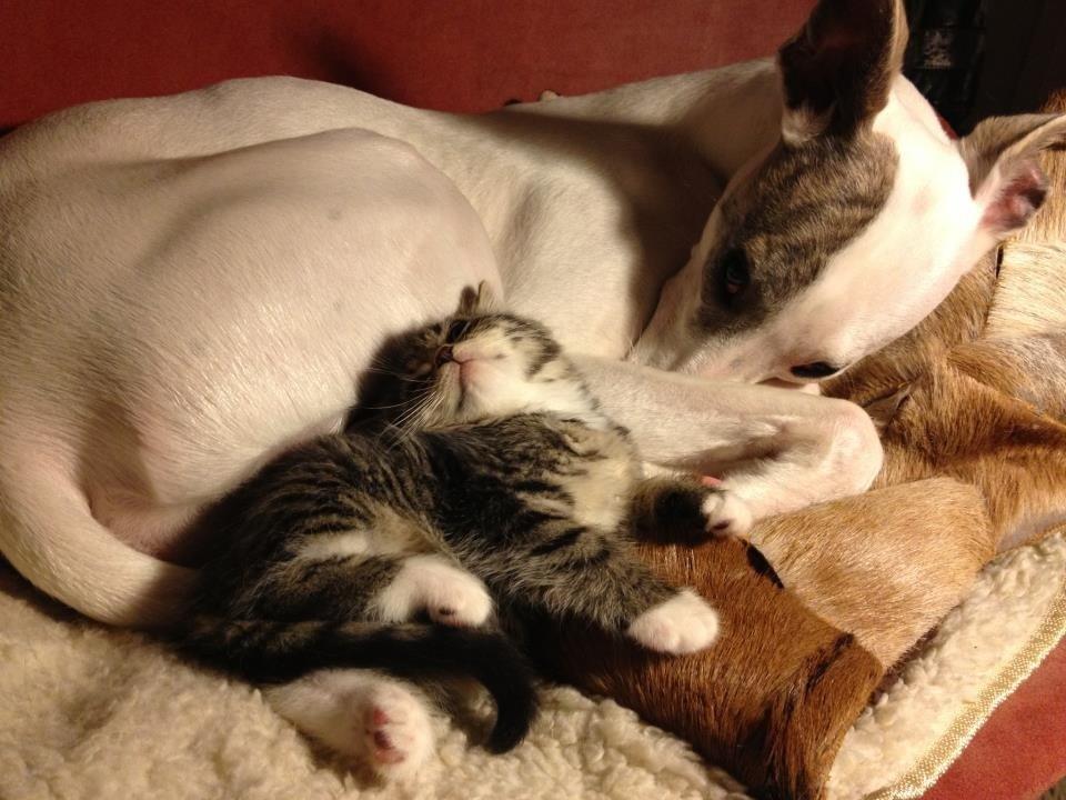 Whippet Liam Emil billede 37