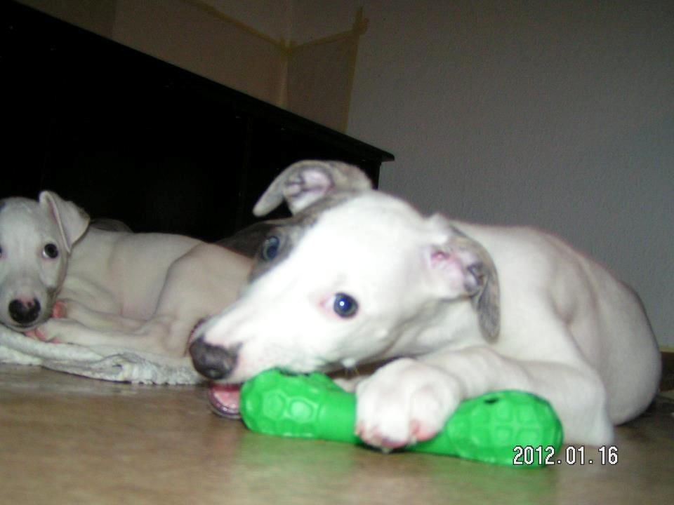 Whippet Liam Emil billede 38