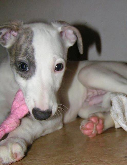 Whippet Liam Emil billede 39