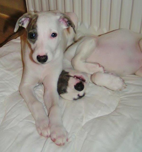 Whippet Liam Emil billede 40