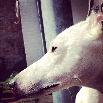 Whippet Liam Emil billede 41