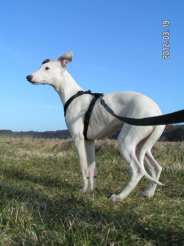 Whippet Liam Emil billede 42