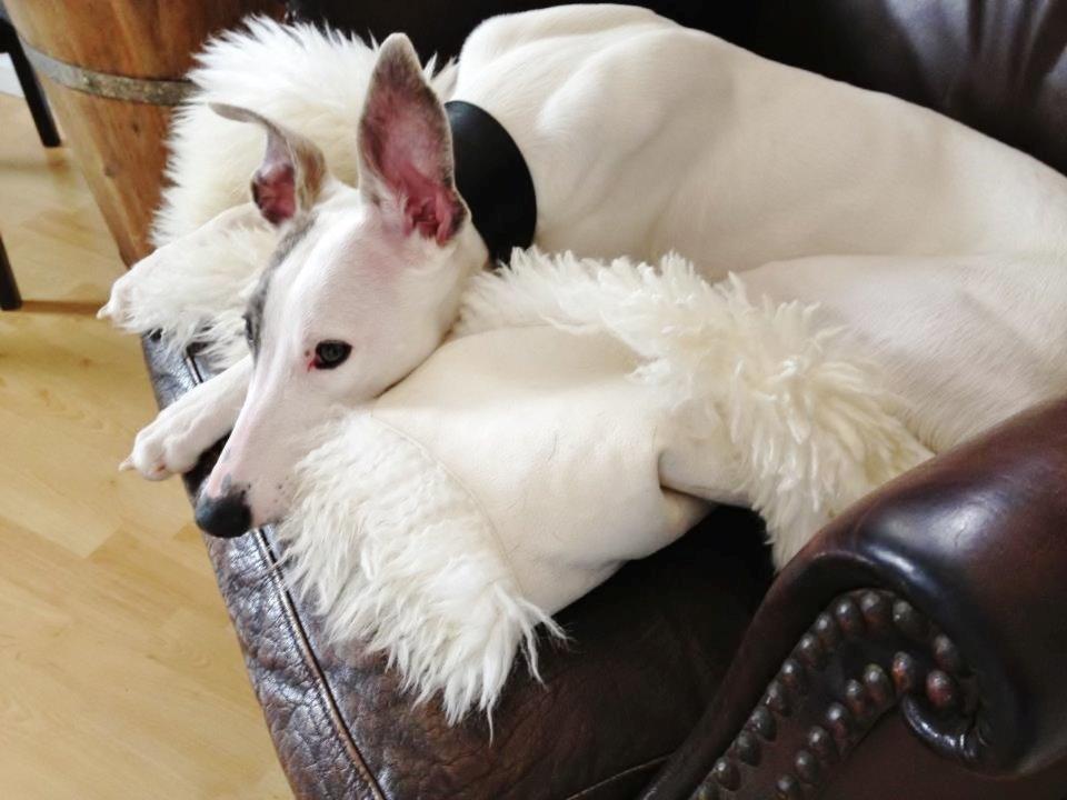 Whippet Liam Emil billede 43