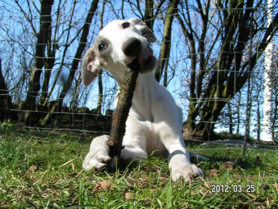 Whippet Liam Emil billede 44
