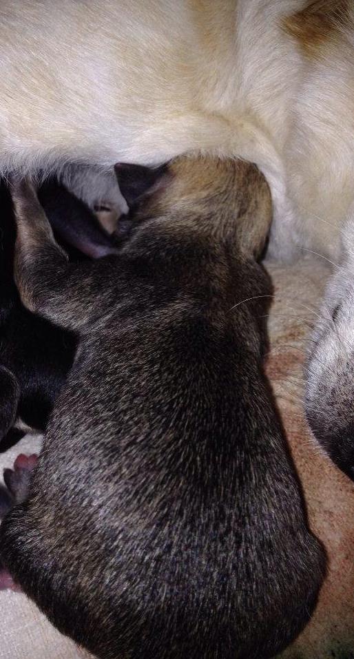 Chihuahua Chanel billede 2