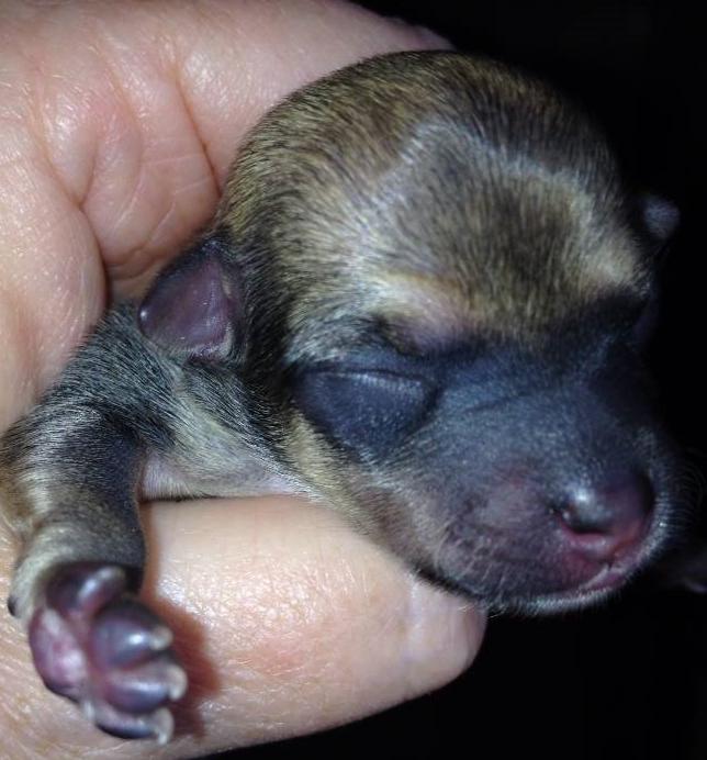 Chihuahua Chanel billede 3