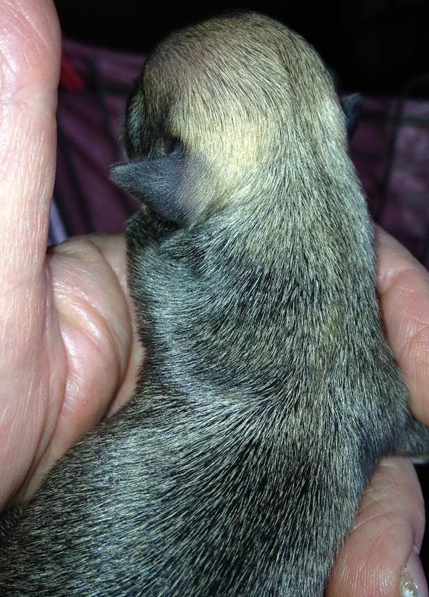 Chihuahua Chanel billede 4