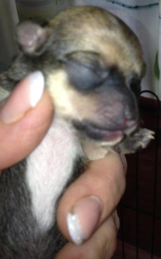 Chihuahua Chanel billede 5