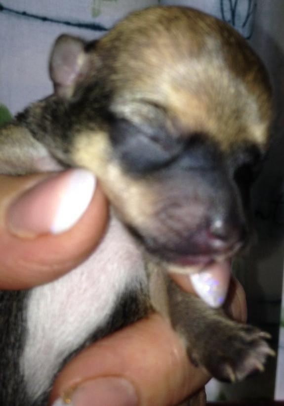 Chihuahua Chanel billede 6