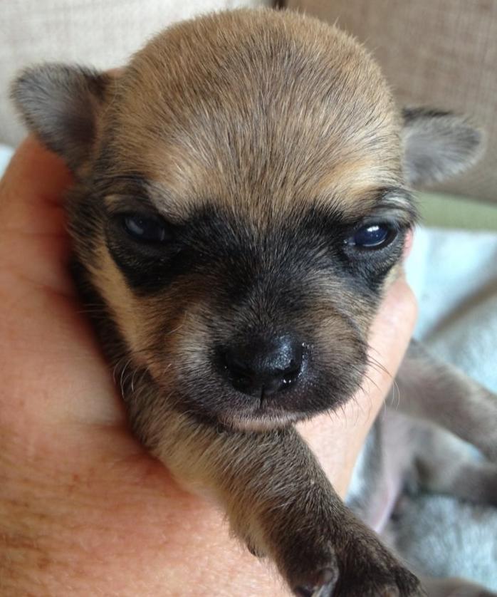 Chihuahua Chanel billede 8