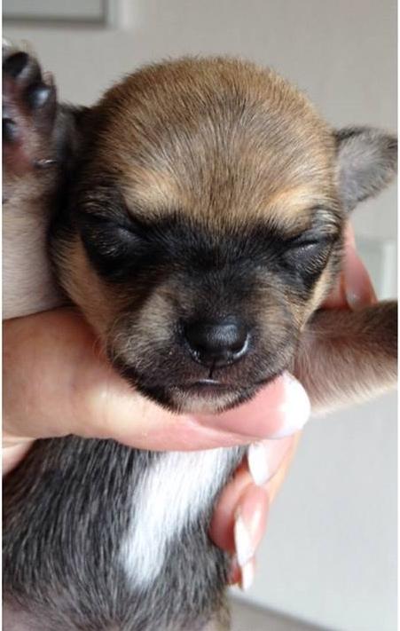 Chihuahua Chanel billede 7