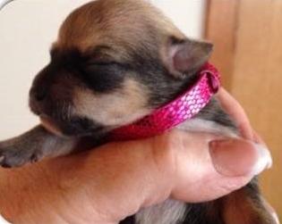 Chihuahua Chanel billede 1