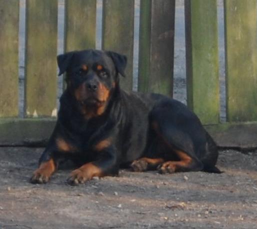 Rottweiler Ziva billede 2