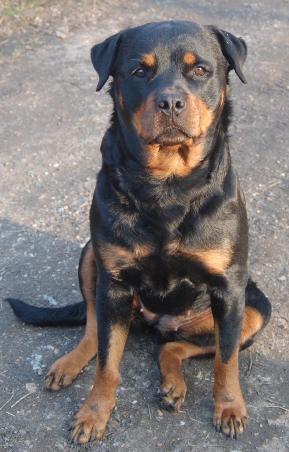 Rottweiler Ziva billede 3
