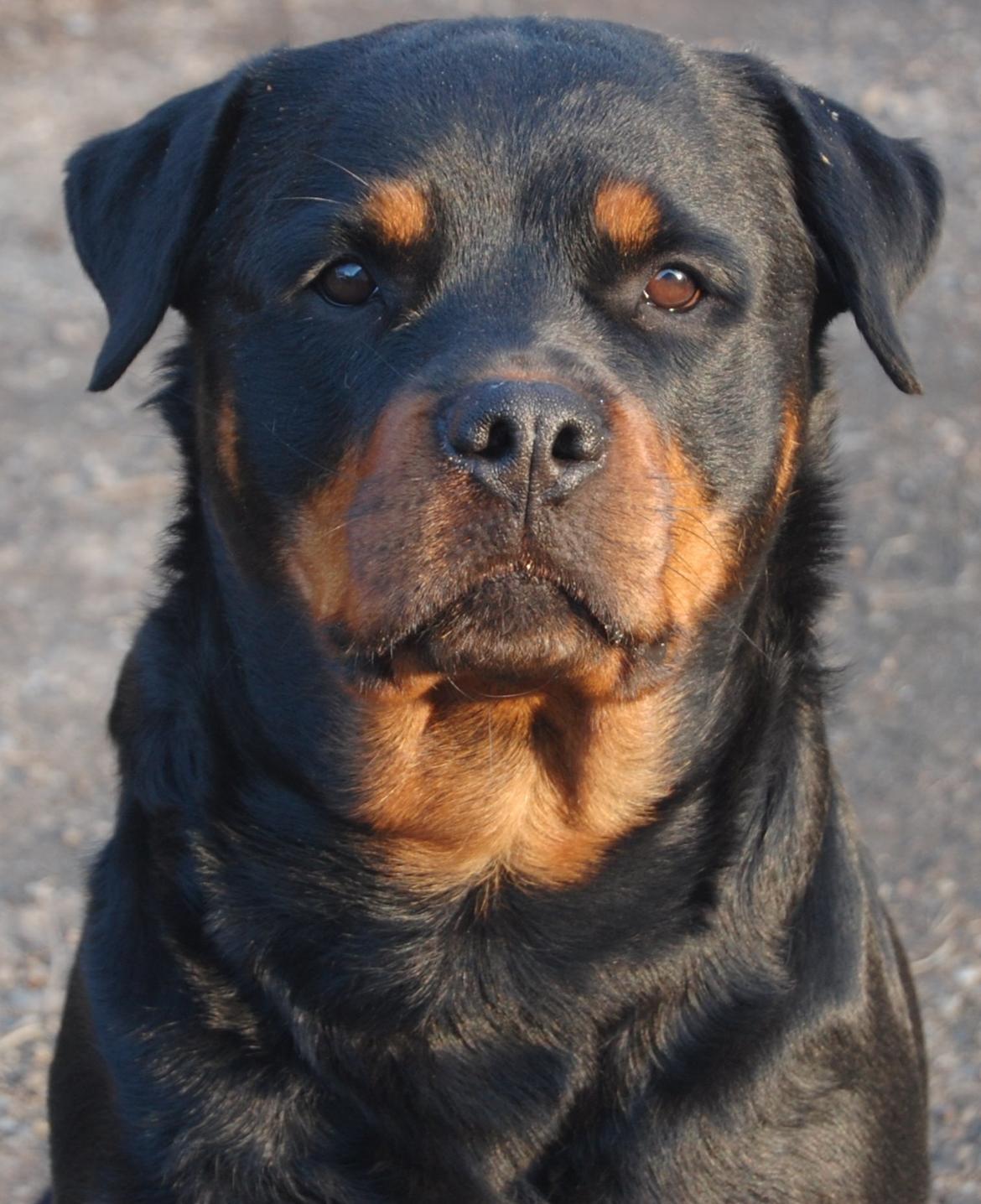 Rottweiler Ziva billede 4