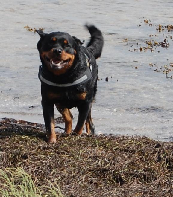 Rottweiler Ziva billede 1