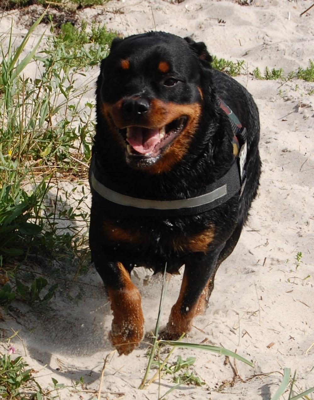 Rottweiler Ziva billede 5