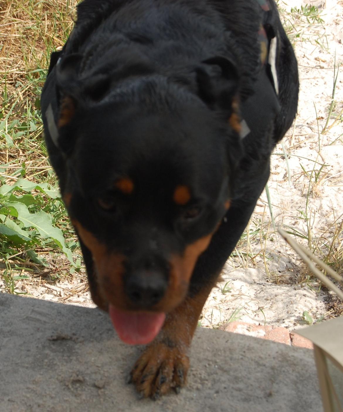 Rottweiler Ziva billede 6