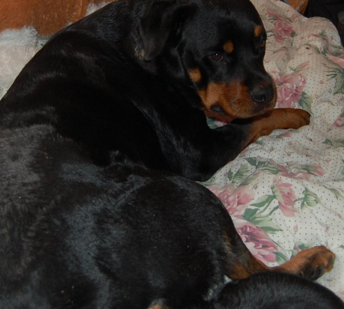 Rottweiler Ziva billede 7