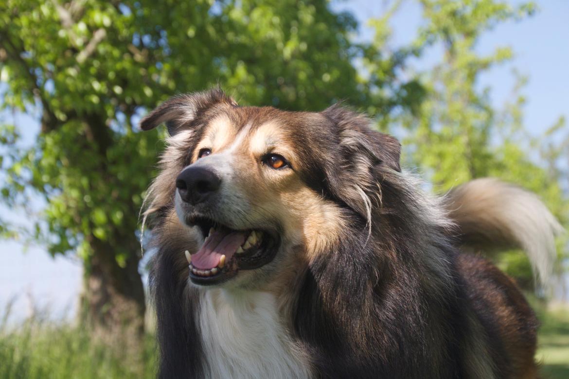 Blanding af racer ~ Chester billede 16