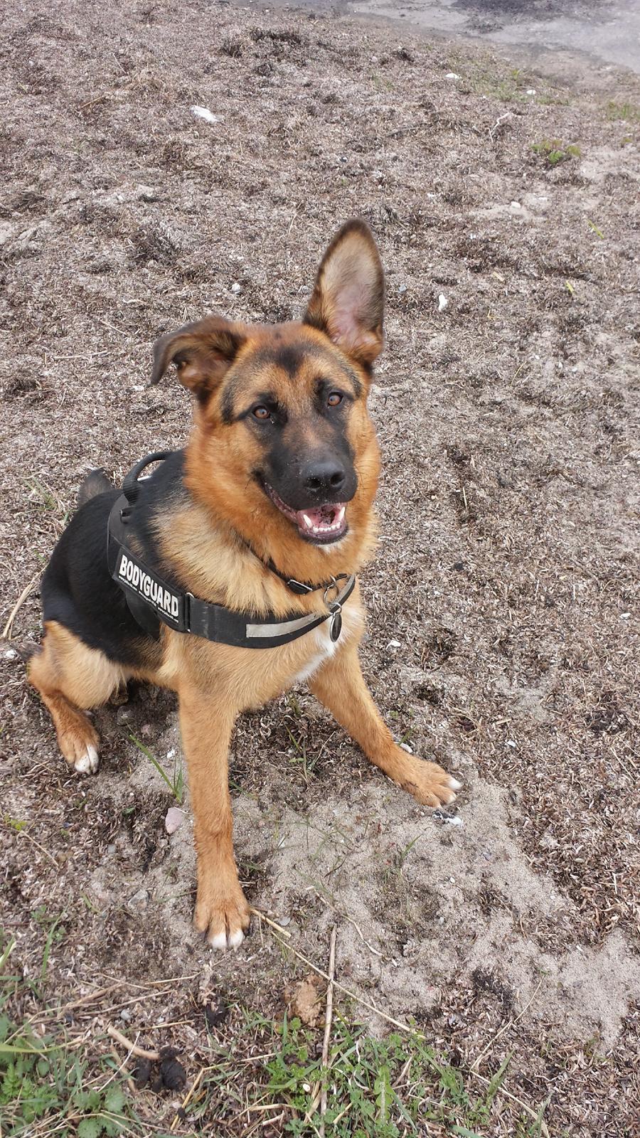 Blanding af racer Oscar billede 2