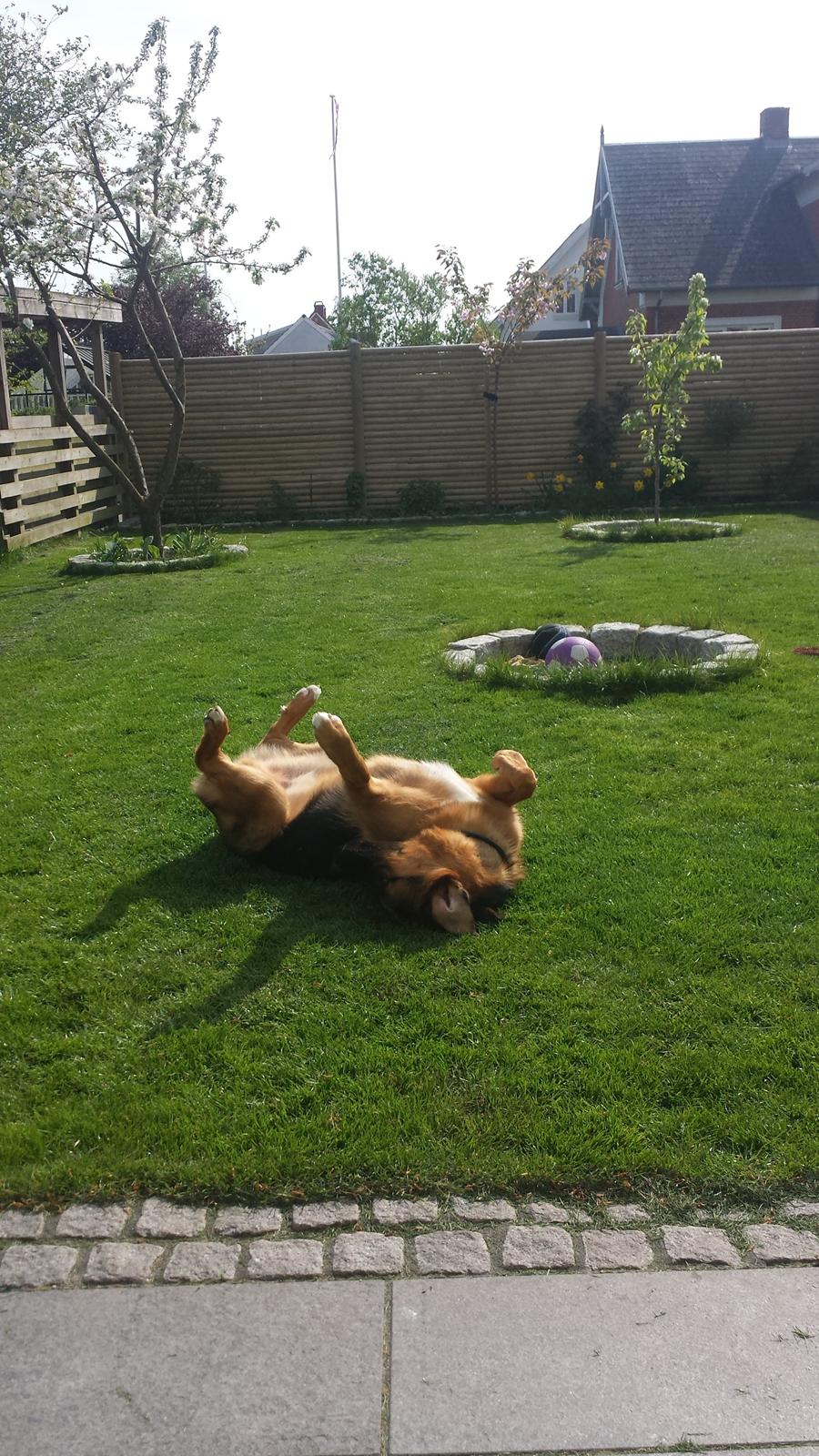 Blanding af racer Oscar billede 3