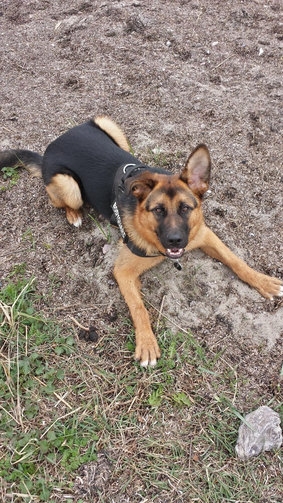 Blanding af racer Oscar billede 4