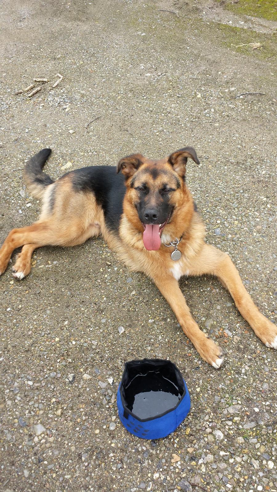 Blanding af racer Oscar billede 5