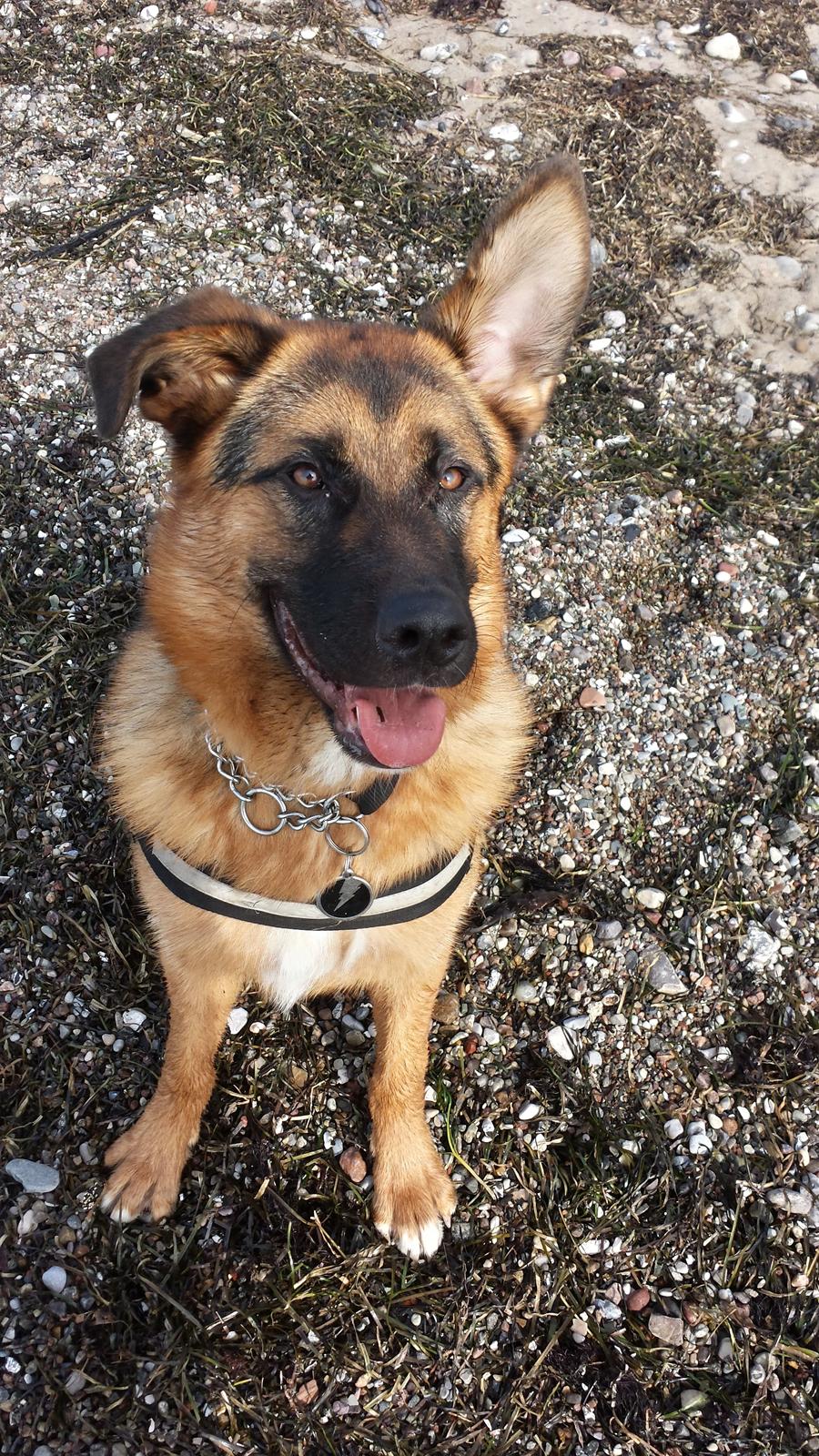 Blanding af racer Oscar billede 6