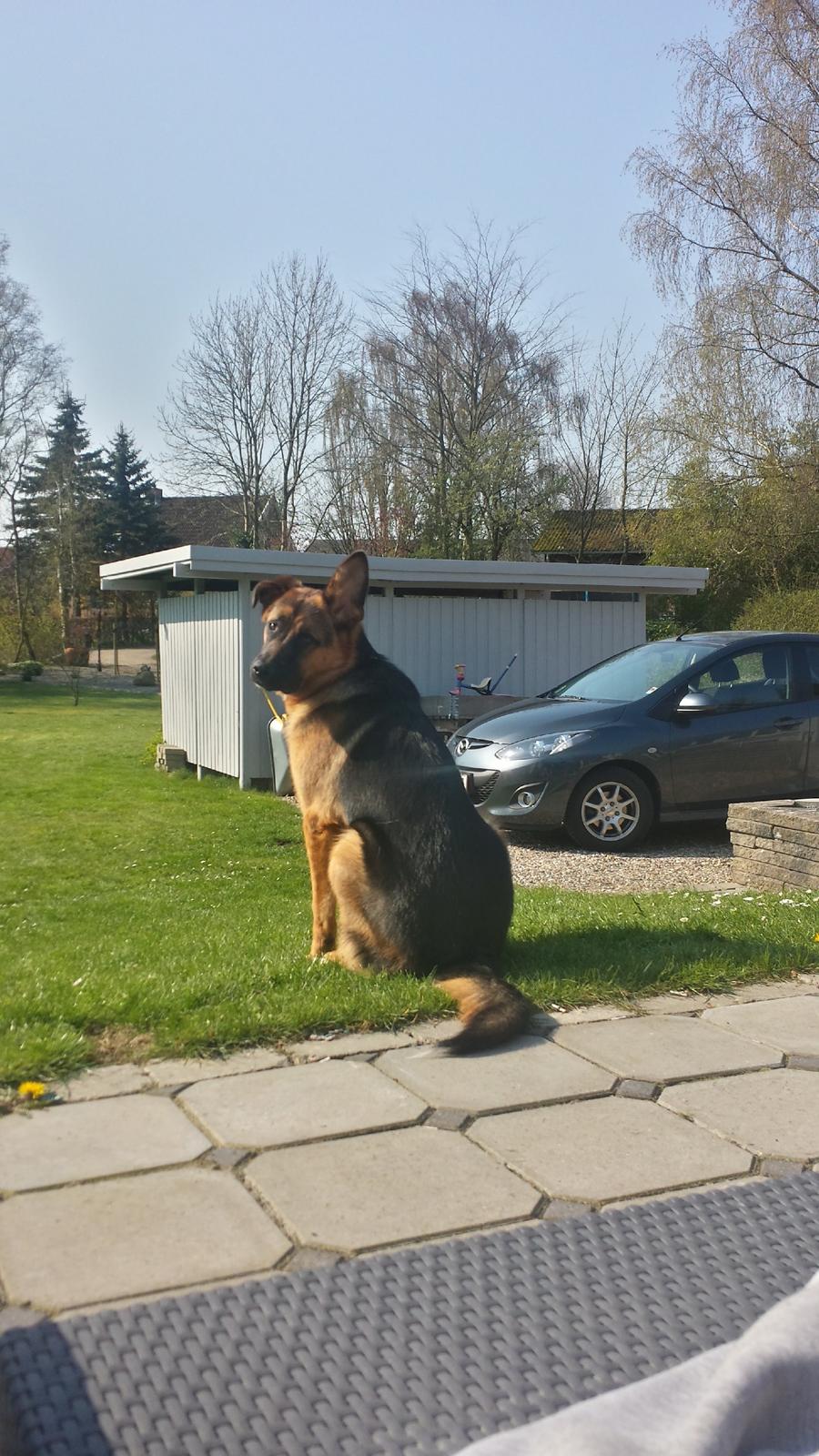 Blanding af racer Oscar billede 7