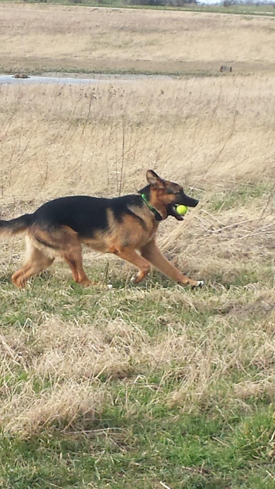 Blanding af racer Oscar billede 8