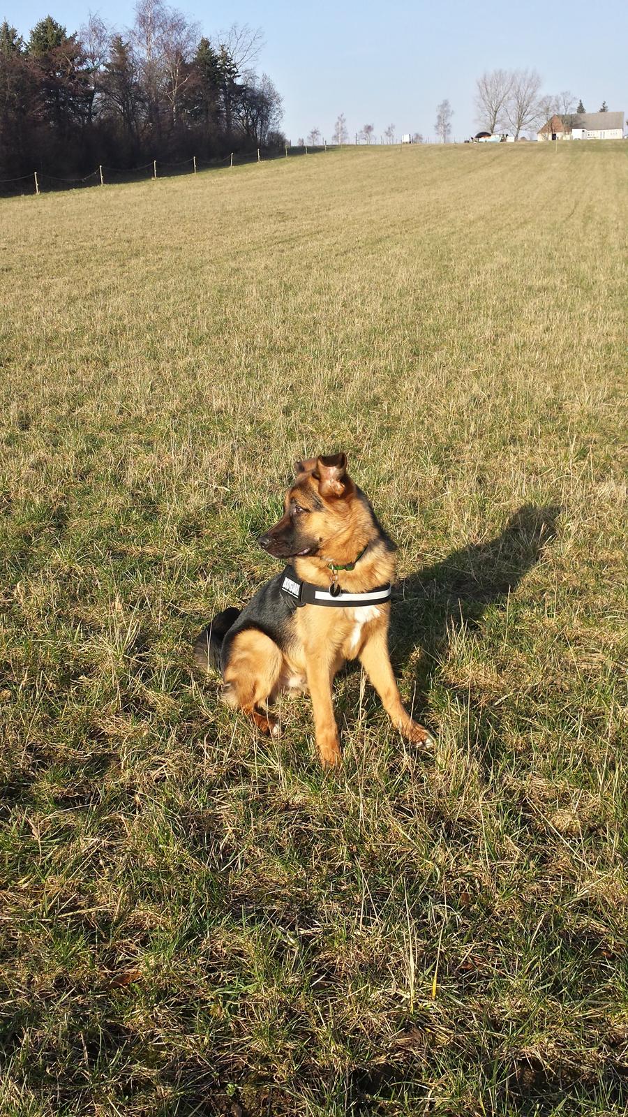 Blanding af racer Oscar billede 9