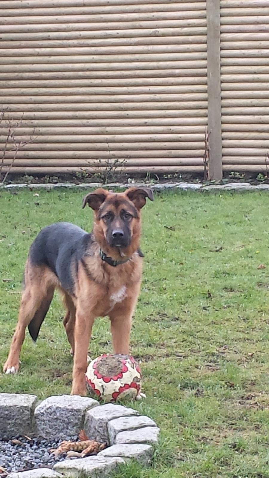 Blanding af racer Oscar billede 10