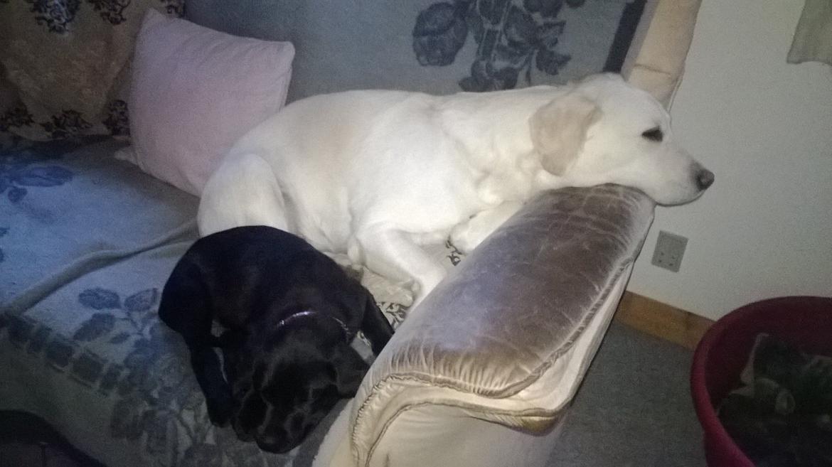 Labrador retriever Sif billede 23