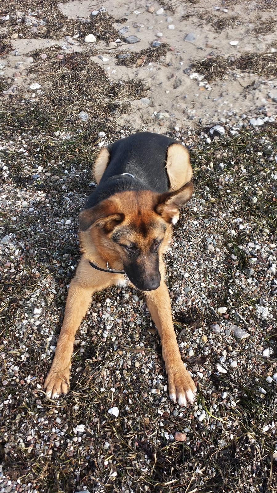 Blanding af racer Oscar billede 11